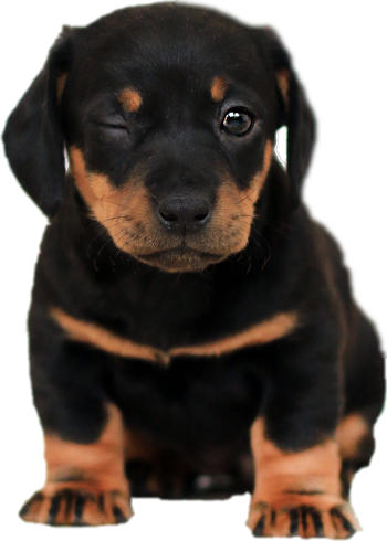 Mascotte